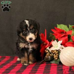 Odessa, Mini Bernedoodle Puppy